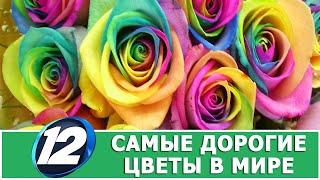 ТОП 12 САМЫЕ ДОРОГИЕ И РЕДКИЕ ЦВЕТЫ В МИРЕ