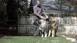Suburban K9 Video Testimonial Series: Episode 1