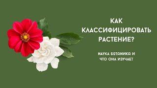 Как классифицировать РАСТЕНИЕ? НАУКА БОТАНИКА и что она изучает.