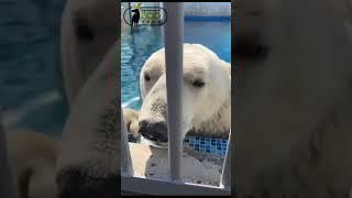 Белый из Пензы...White from Penza... #белыймедведь #zoo #polarbear #polarbearlove #russianbear #bear