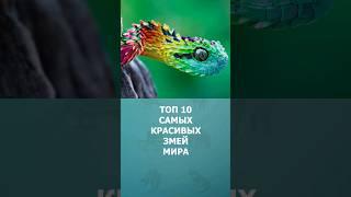 Топ 10  самых красивых змей мира #змеи #топ10 #комарик #дикаяприрода #шортс #shorts