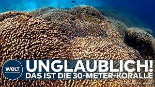 SÜDPAZIFIK: Größte Koralle der Welt entdeckt! – Unglaublicher Unterwasserfund: So sieht sie aus