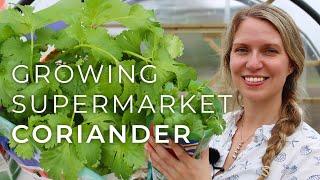 Tips on Growing Coriander from the Supermarket (fresh cilantro all summer!)