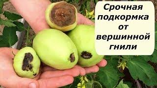 398.  Срочно подкормите томаты от вершинной гнили