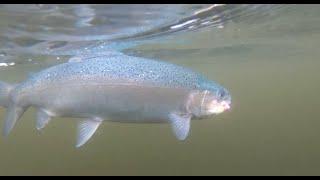 Mid Season Fly Fishing Tactics at Hawkridge - Fly Fishing a small reservoir from the boat.