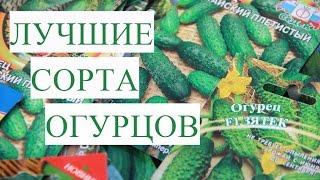 Лучшие Урожайные Сорта Огурцов. Мои Предпочтения.