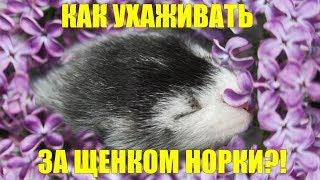 Советы по уходу за щенком норки. Норка в доме