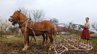 Hard life in a village.Planting grain with horses. Cooking incredible dish with millet