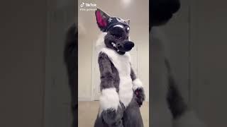 Furry dance tik tok (Shorts) #2