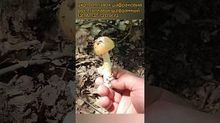 Поплавок шафрановий (Amanita crocea), їстівний мухомор, еле його треба вивчити #грибалка #грибочки