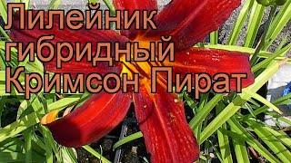 Лилейник гибридный Кримсон Пират (hemerocallis)  обзор: как сажать, рассада лилейника Кримсон Пират