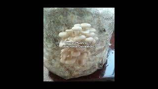 White Oyster Mushroom (Pleurotus ostreatus) Cultivation