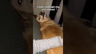never a dull moment #WeeknightVlog #FunnyDog