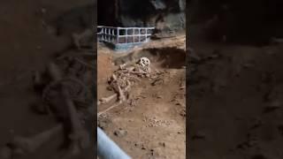 I found a mysterious GIANT skeleton in a CAVE in Thailand  #thailand #mystery #archeology