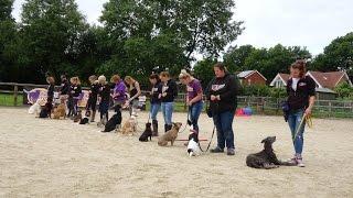 Home Boarding Residential Dog Training with Adolescent Dogs Ltd - 2017