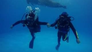 Дайвинг с дельфинами в Минске. Diving with dolphins. 09.2016