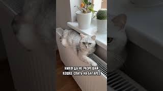 Почему кошке категорически нельзя спать на батарее  #кот #коты #shorts