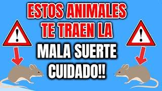 ESTOS ANIMALES TE TRAEN MALA SUERTE CUIDADO!!