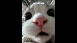 Other Cats VS Last Cats 