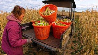 The Final Sweet Corn Harvest 2024