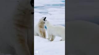 Silversea Arctic Voyage