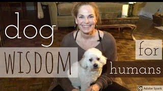 Dog wisdom: dog lessons for humans from my dog - DOG VIDEO (sweet/funny/touching/inspiring). Vlog5