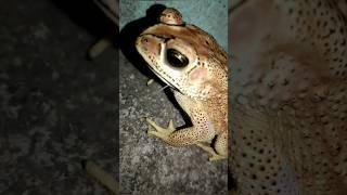 Determined & Dangerous: Poisonous Asian Toad's Vertical Journey Goes Viral |