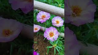 Wow enjoy with portulaca flower garden blooming in the morning #bonsai #plants  #gardenflower