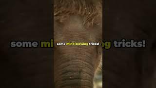 Wild Wonders: Animal Kingdom Unleashed! #youtubeshorts #trending #viral #youtube #viralvideo