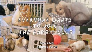 Cat & Dog Want to Be Bunnies | Free-Roam Rabbits Tunnel Setup