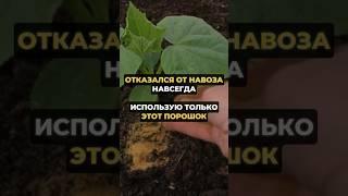 Отказался от навоза навсегда #дача #огород #урожай #сад