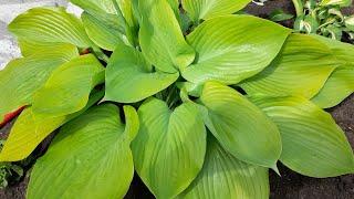 #хоста #СамэндСабстенс  / Хоста Сам энд Сабстенс ( лат. hosta Sum and Substance). Жёлтая королевишна