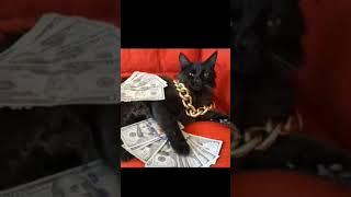 Клип от котейки / #shortvideo #рекомендации #shorts #cat #кот #котики