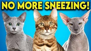 Allergic to Cats? Here are the Cat Breeds You Should Get! (Hypoallergenic Cats)