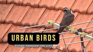 URBAN BIRDS - what birds live in cities?