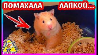 ЧТО СДЕЛАЛА Хомяк ФАНТА? / ХОТИМ Хомячат /  Уборка КЛЕТКИ Хомки Fanta / Alisa Easy Pets