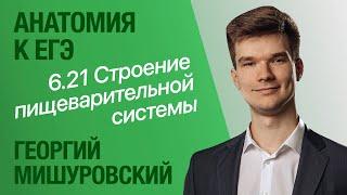 6.21. Строение пищеварительной системы | Анатомия к ЕГЭ | Георгий Мишуровский