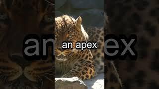 Jaguars: Rainforest Predators #wildlifediversity #animals #wildlife