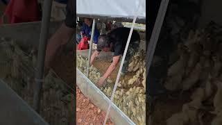 #duck #farmer #duckfarming #factory #animals #shorts