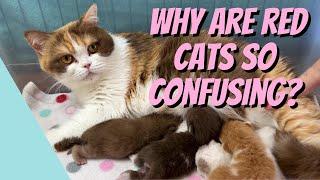 Why Are Red Cats So Confusing? – Cat Breeding For Beginners, Cattery Advice for Breeders