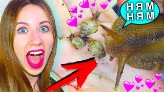 УЛИТКА ЕСТ СВОИХ ДЕТЕЙ ? ВПЕРВЫЕ УВИДЕЛА КАК РАСТУТ МАЛЫШИ | Elli Di Pets