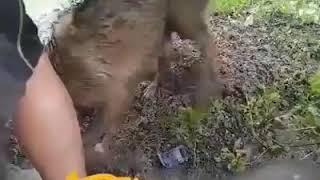 Bitch save life puppies