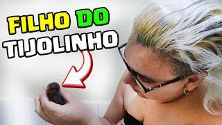 NASCERAM OS FILHOS DO TIJOLINHO 