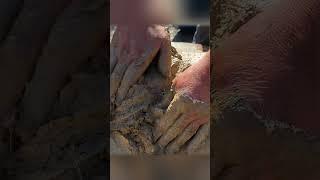 Fire, Clay & Meat – The Ultimate Outdoor Cooking Experience!