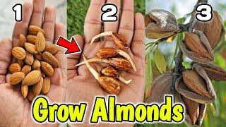 How to Grow Almonds at home Kitchen gardening (2 Methods) बादाम कैसे उगाएं