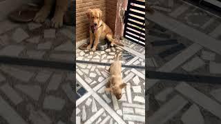 Stella plays with Labrador #dog #goldenretriever #love #puppies #youtubeshorts #youtube #cute #play