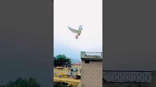 ViRAL #shorts ️ #video #trending #viral #subscribe @sunny.pigeon ️