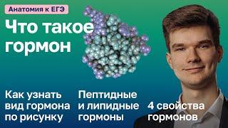 6.80. Гормоны | Анатомия к ЕГЭ | Георгий Мишуровский