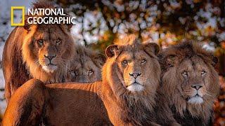 Africa's Hunters - Lion Pride Documentary | National Geographic Full HD 2023