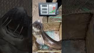 Взвешиваем красавца осетра #shortvideo #белугафиш #осетроваяферма #fish #узв #осетр